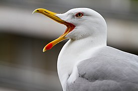 275px-Larus_michahellis,_Kavala,_Greece_2013.JPG