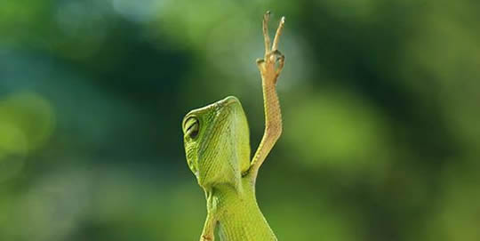 funny-lizard-picture-peace-sign.jpg