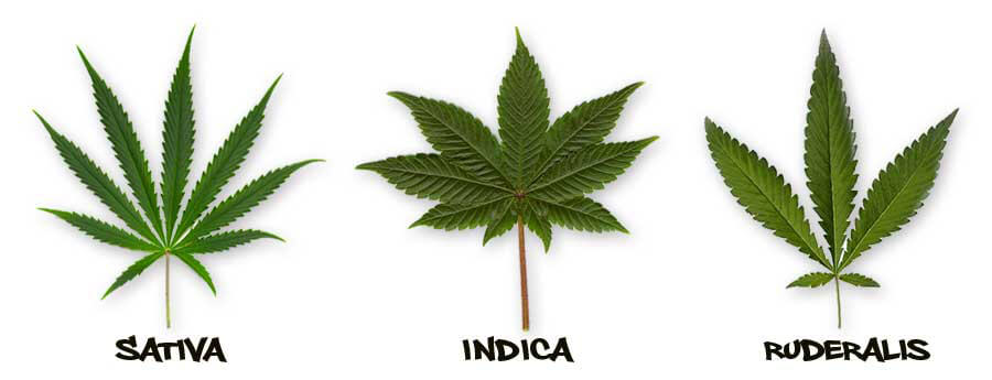 indika-sativa-ruderalis.jpg