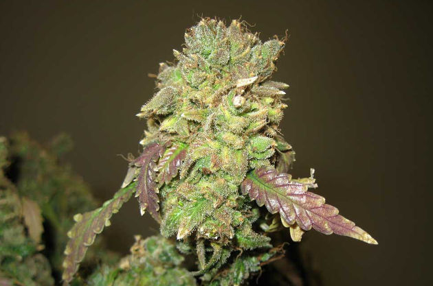 small-example-of-marijuana-bud-burnt-by-heat-and-too-much-light-ready-to-harvest-immediately.jpg